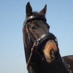 Stall Rustorp - Penny