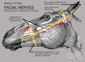 facial-nerves-and-the-importance-of-bridle-fitting-diane-schell